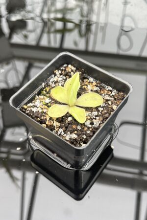 Close Up of Pinguicula sp. pachuca x agnata | Florae Collaborative | | IN25901