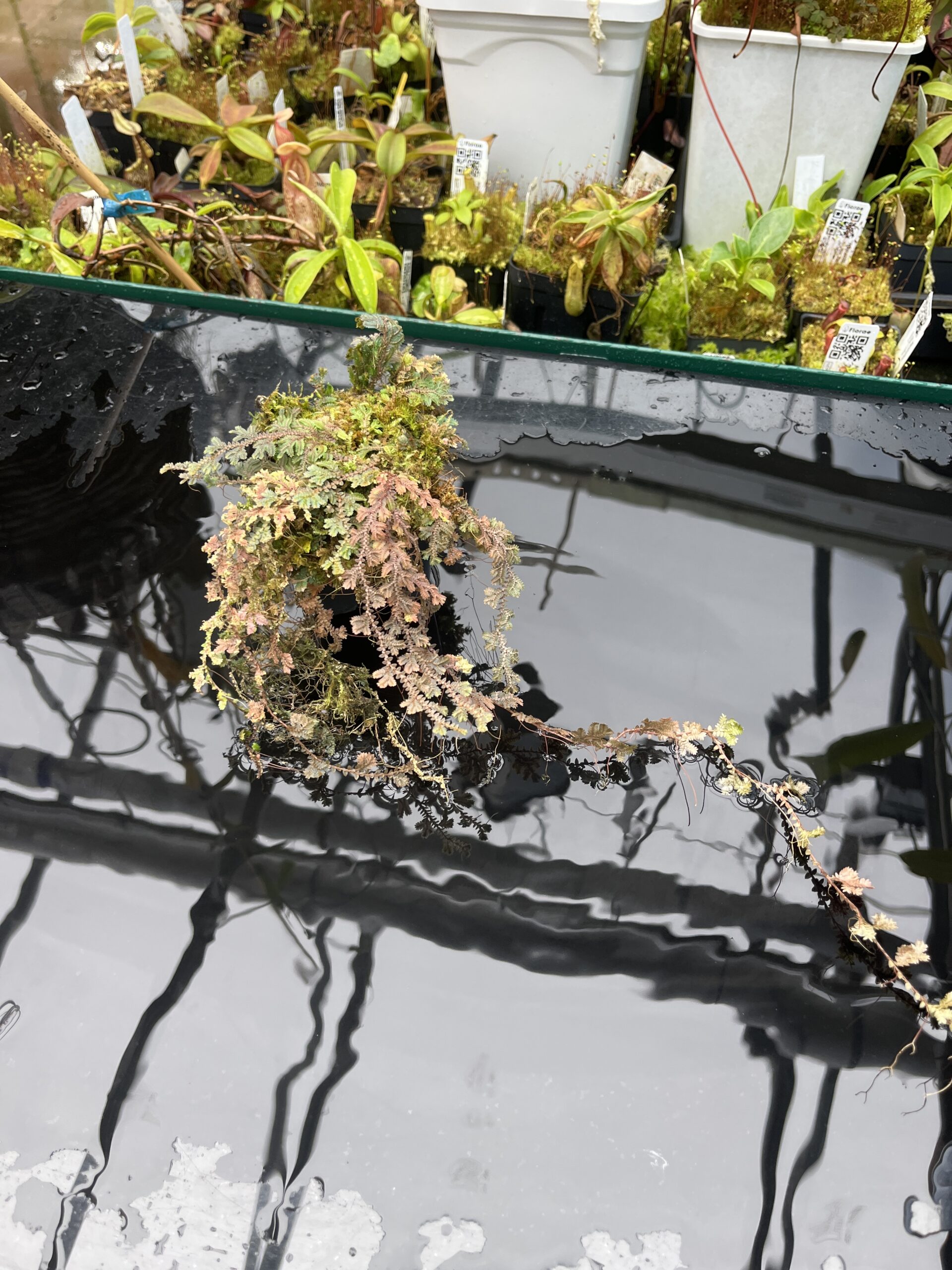 Close Up of Selaginella sp | Florae Collaborative | FC-592 | IN25665