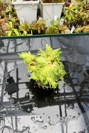 Close Up of Selaginella sp peru | Florae Collaborative | FC-591 | IN25664