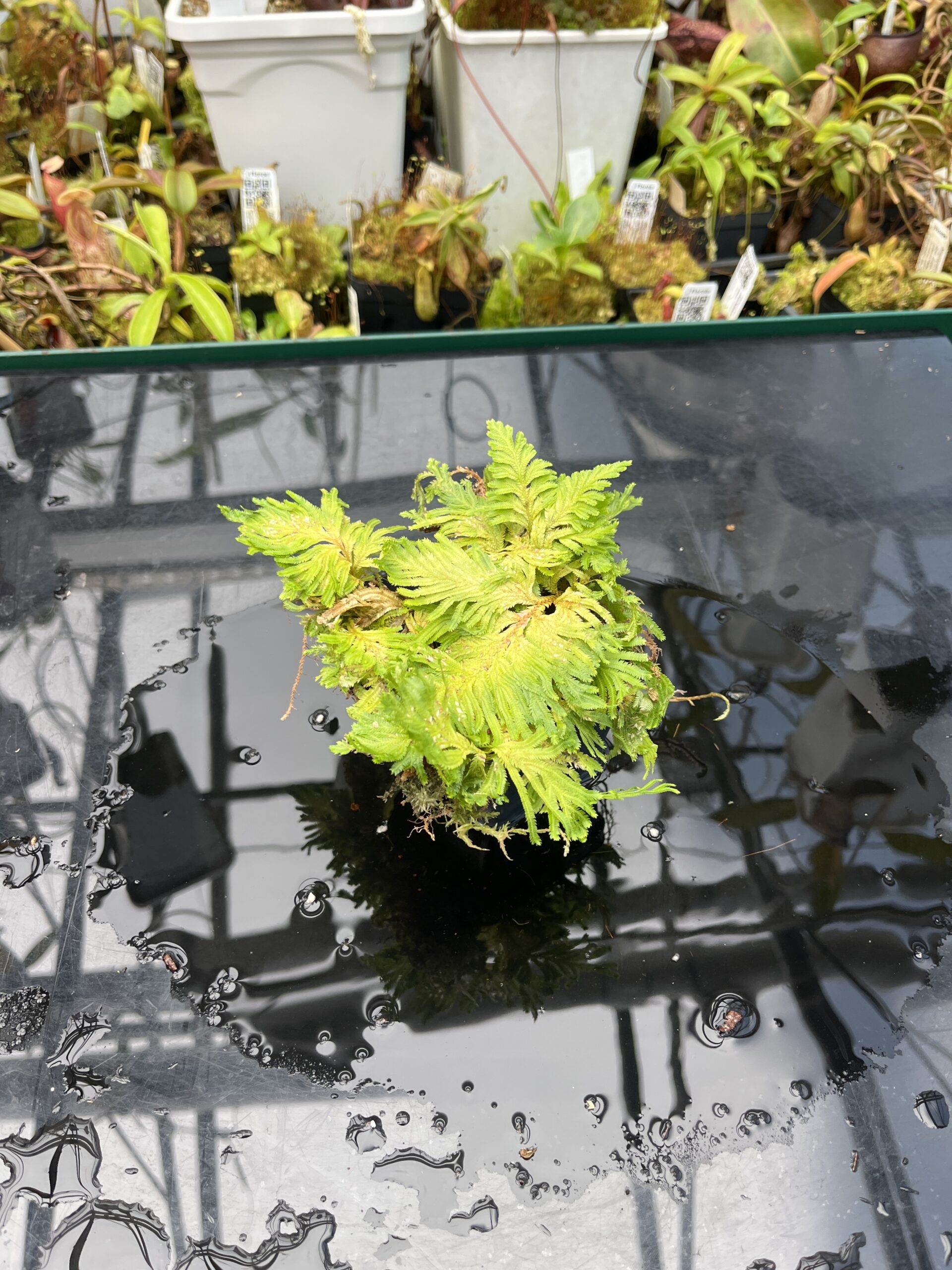 Close Up of Selaginella sp peru | Florae Collaborative | FC-591 | IN25664