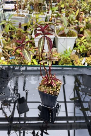Close Up of Sonerila 'Lightning' Thailand | Florae Collaborative | | IN25720