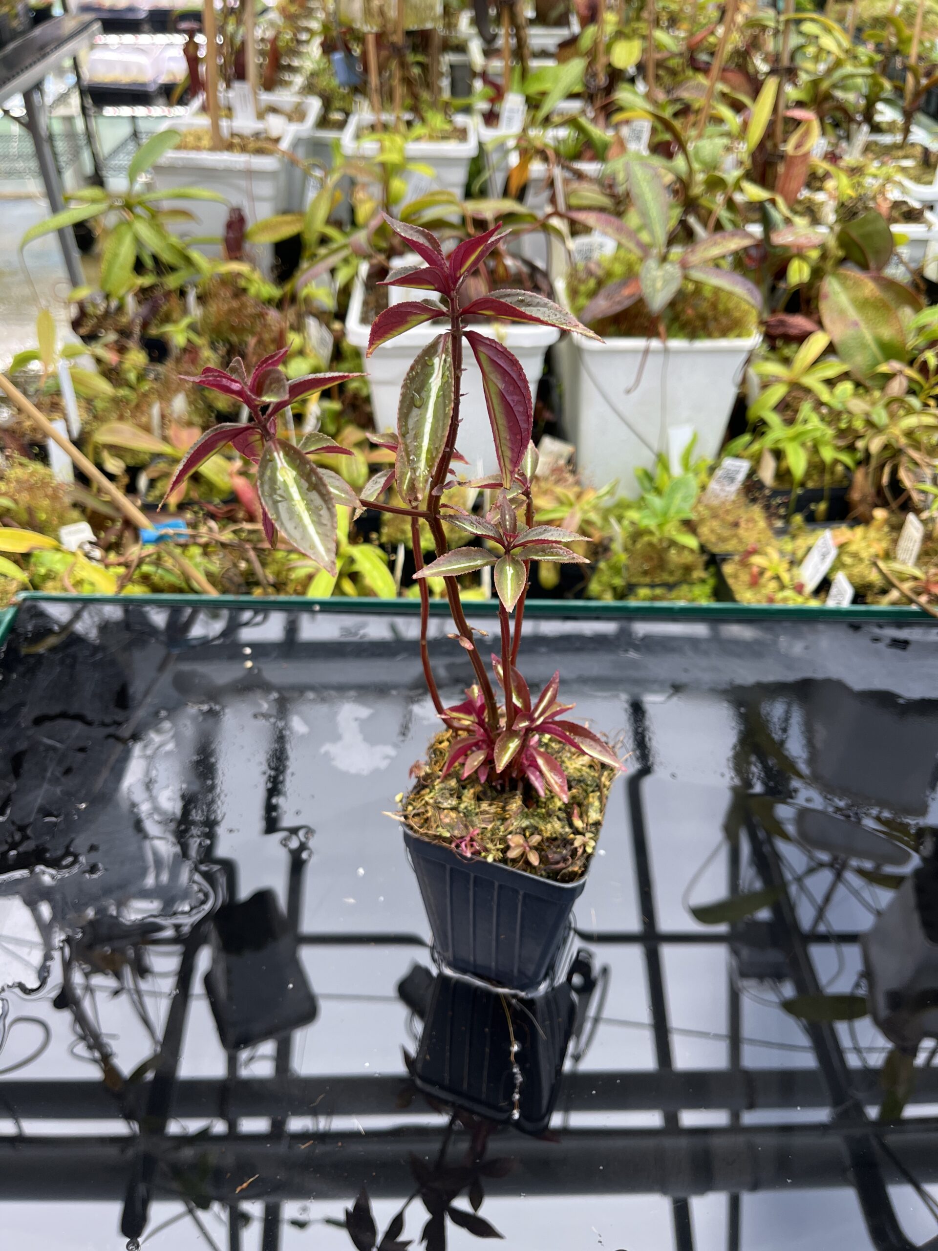 Close Up of Sonerila 'Lightning' Thailand | Florae Collaborative | | IN25720
