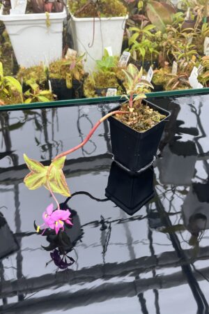 Close Up of Sonerila cantonensis (Vietnam) | Florae Collaborative | | IN25924