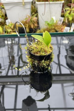 Close Up of Utricularia alpina x U. quelchii {mixed clones} | Best Carnivorous Plants | BCP-165 | H25963