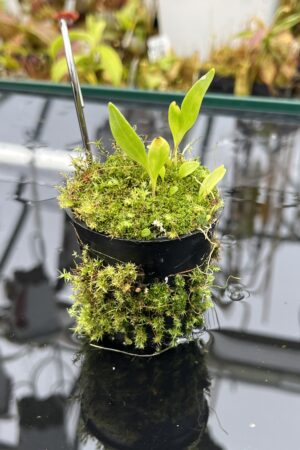 Close Up of Utricularia alpina x U. quelchii {mixed clones} | Best Carnivorous Plants | BCP-165 | H25966