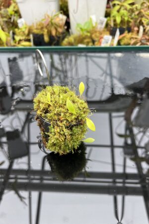 Close Up of Utricularia asplundii | Best Carnivorous Plants | BCP-108 | H25960