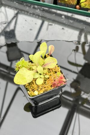 Close Up of Utricularia calycifida | Best Carnivorous Plants | | IN25855