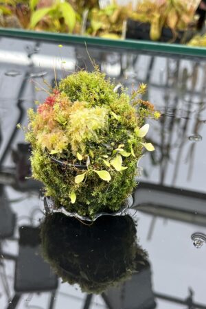 Close Up of Utricularia campbelliana {Wei Tepui} | Best Carnivorous Plants | | H25962