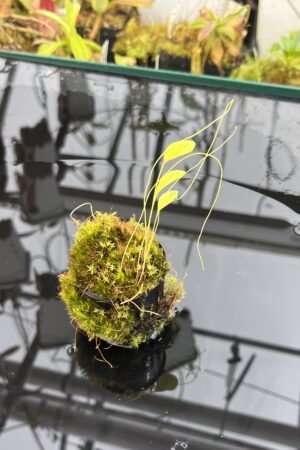 Close Up of Utricularia humboldtii {broad leafs, Cerro Neblina} | Best Carnivorous Plants | BCP-021 | H25752