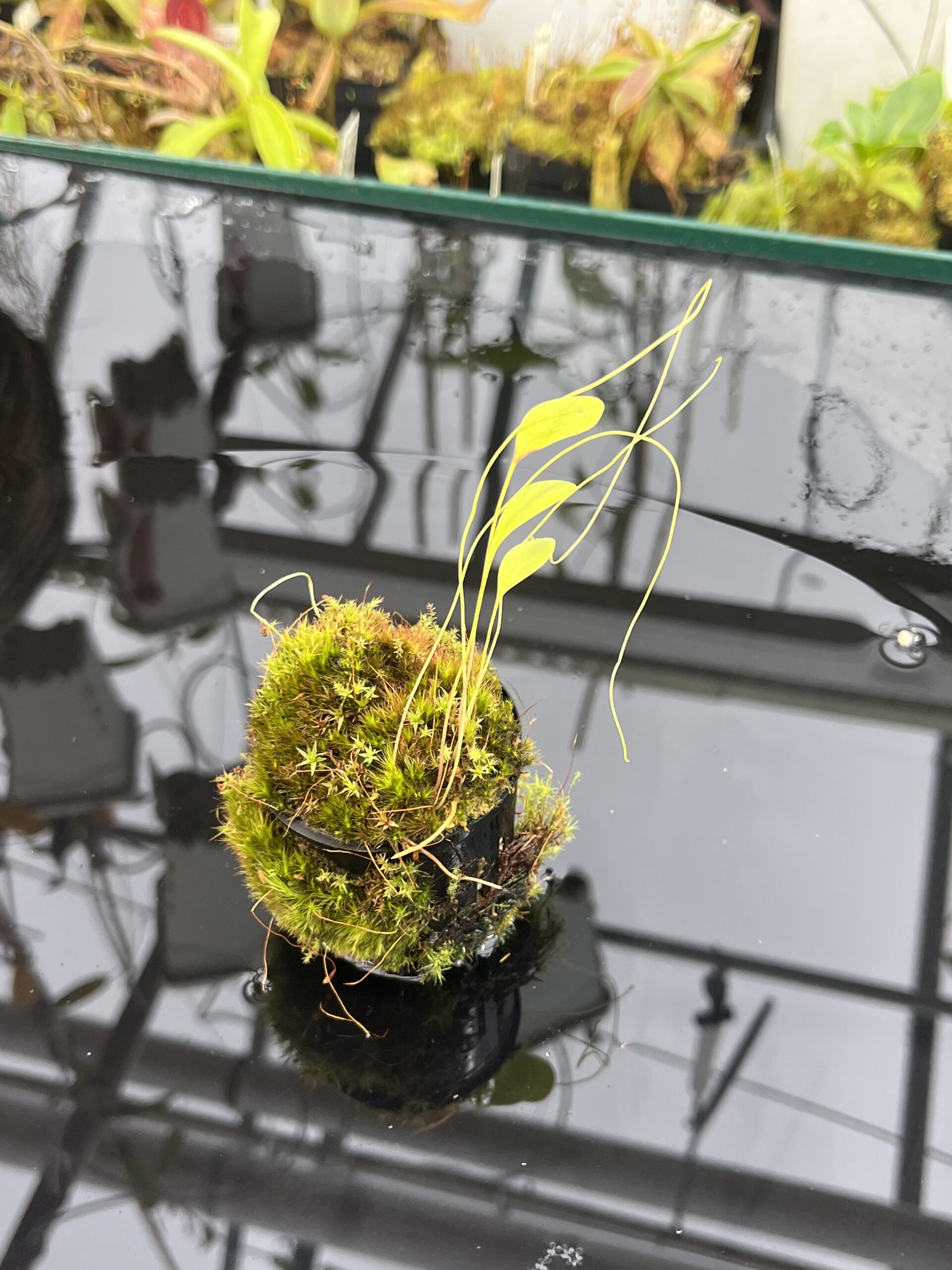 Close Up of Utricularia humboldtii {broad leafs, Cerro Neblina} | Best Carnivorous Plants | BCP-021 | H25752
