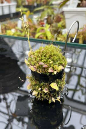 Close Up of Utricularia jamesoniana {Amuri Tepui, Chimanta Massif, Venezuela} | Best Carnivorous Plants | | H25958