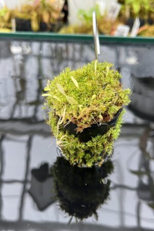 Close Up of Utricularia jamesoniana {mixed populations, near Tarapoto, Peru, 800-1200m a.s.l.} | Best Carnivorous Plants | | H25964