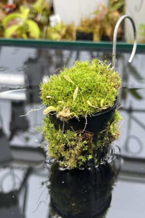 Close Up of Utricularia jamesoniana {mixed populations, near Tarapoto, Peru, 800-1200m a.s.l.} | Best Carnivorous Plants | | H25965