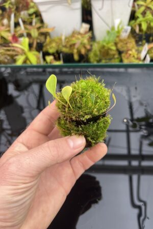 Close Up of Utricularia quelchii {Auyan Tepui} | Best Carnivorous Plants | | H25751