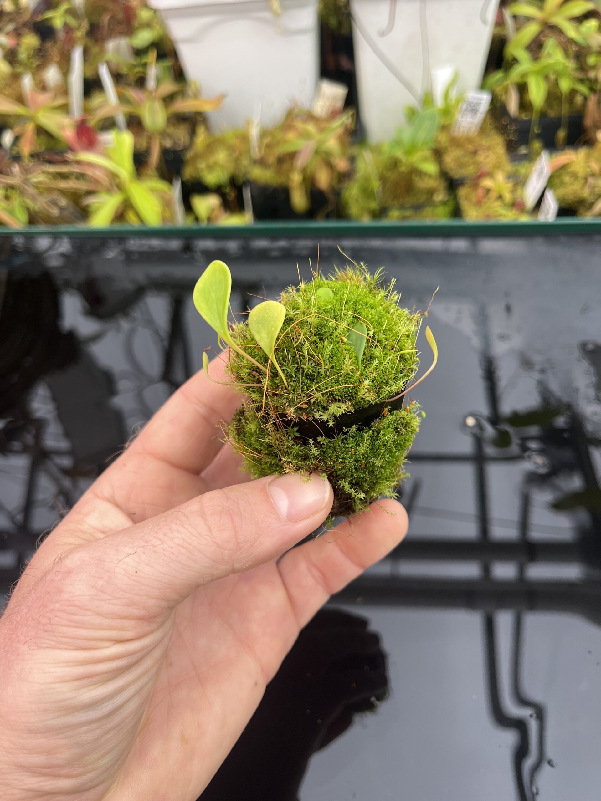 Close Up of Utricularia quelchii {Auyan Tepui} | Best Carnivorous Plants | | H25751