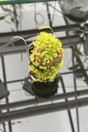 Close Up of Utricularia quelchii | Best Carnivorous Plants | BCP-138 | H25754