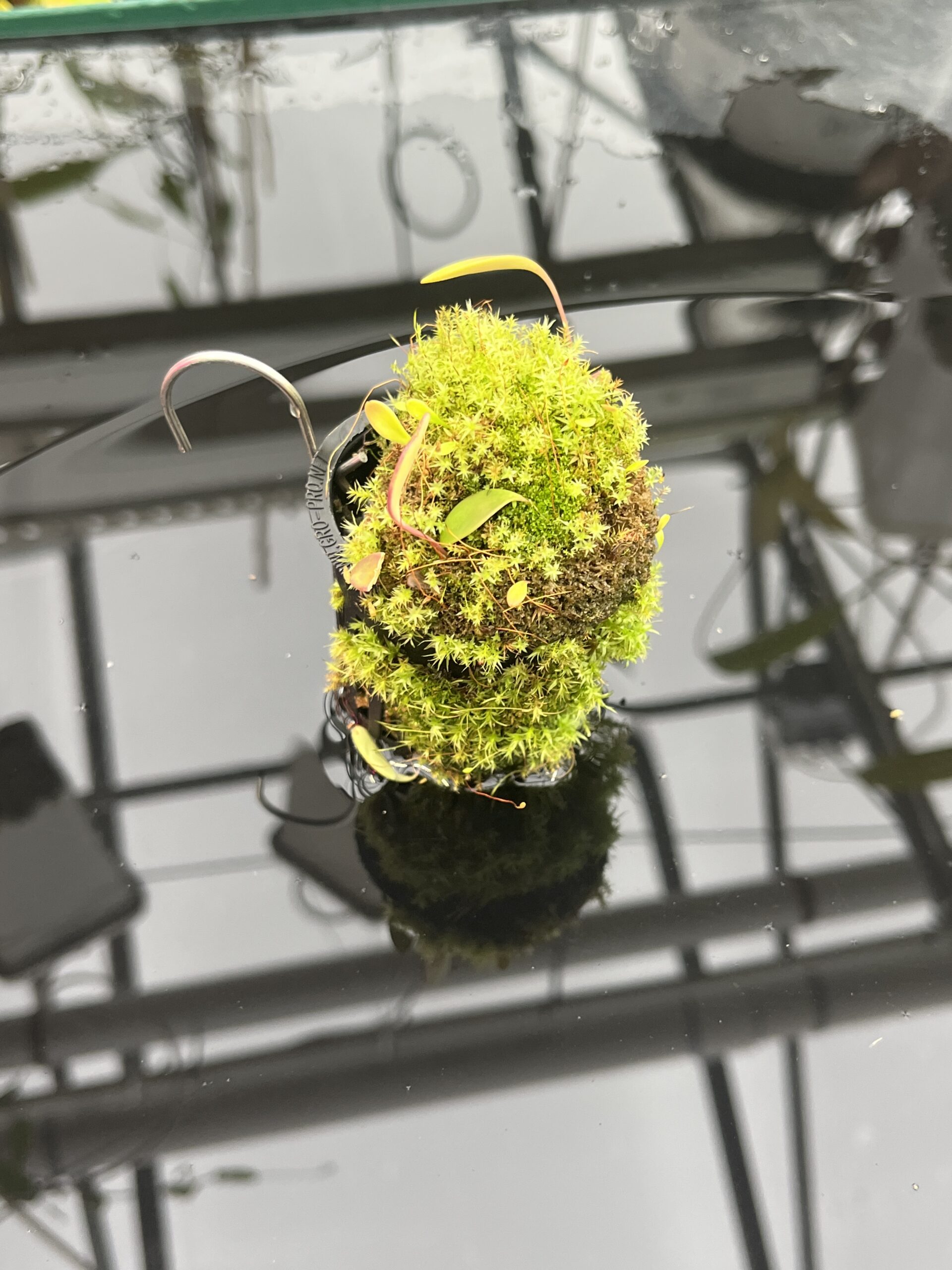 Close Up of Utricularia quelchii | Best Carnivorous Plants | BCP-138 | H25754