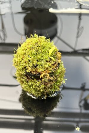 Close Up of Utricularia quelchii {Peter Harbart clone} | Best Carnivorous Plants | | H25841