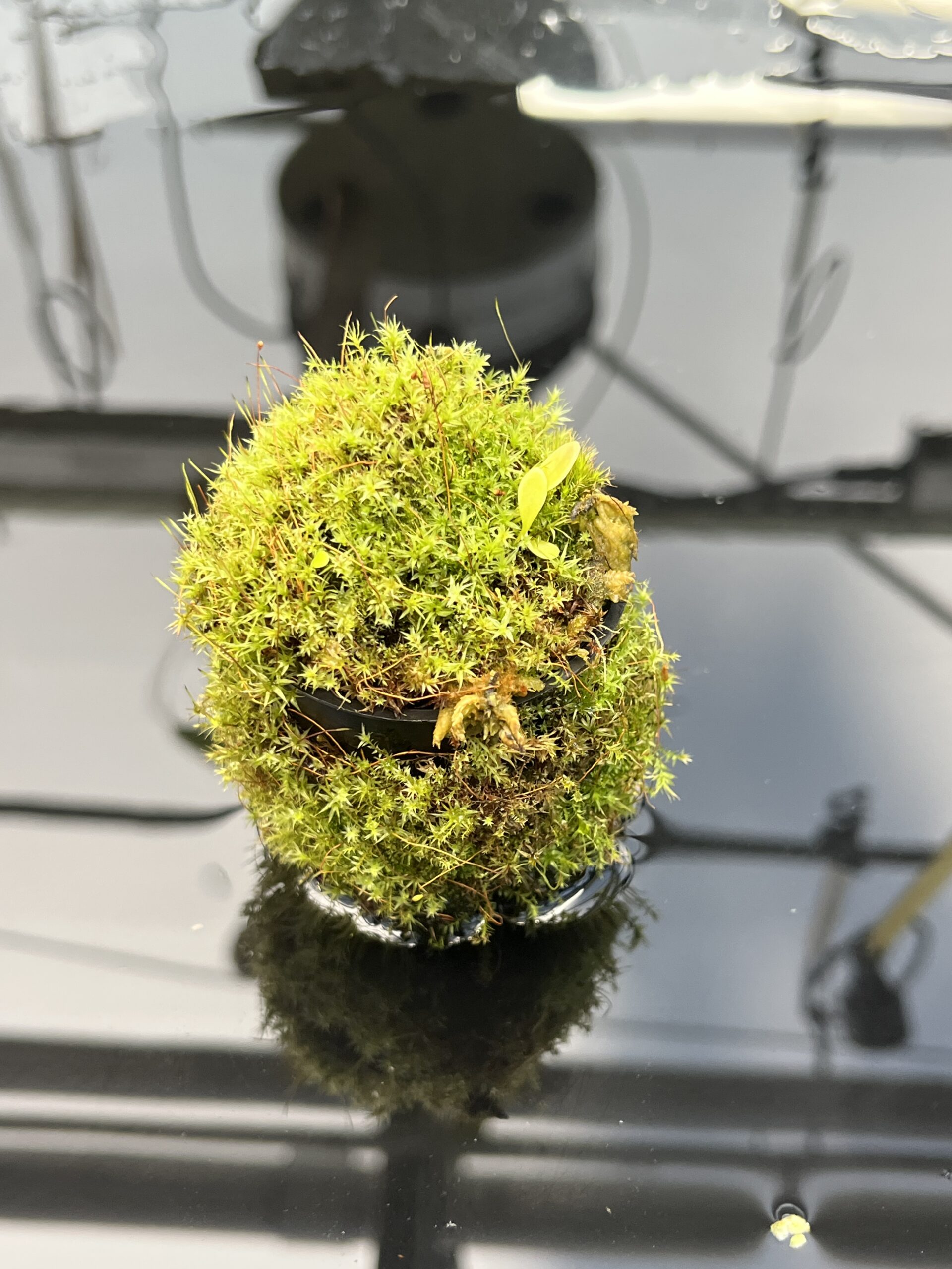 Close Up of Utricularia quelchii {Peter Harbart clone} | Best Carnivorous Plants | | H25841