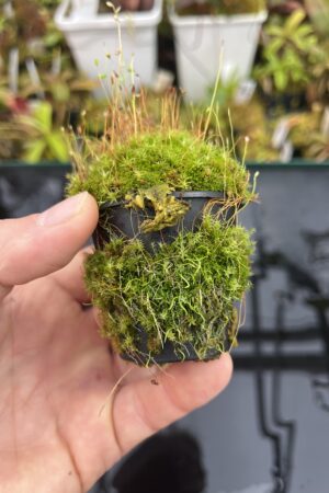 Close Up of Utricularia rostrata (= U. spec. Chapada Diamantina {small flower, Cachaiera da Fumaca, Bahia, Brazil}) | Best Carnivorous Plants | | H25755
