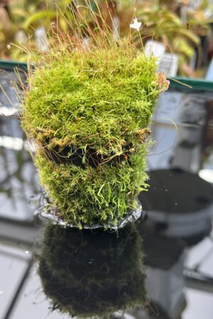 Close Up of Utricularia rostrata (= U. spec. Chapada Diamantina {small flower, Cachaiera da Fumaca, Bahia, Brazil}) | Best Carnivorous Plants | | H25840