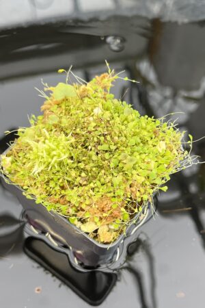 Close Up of Utricularia sandersonii 'Blue' & U. reniformis f. courte | Florae Collaborative | | IN25679
