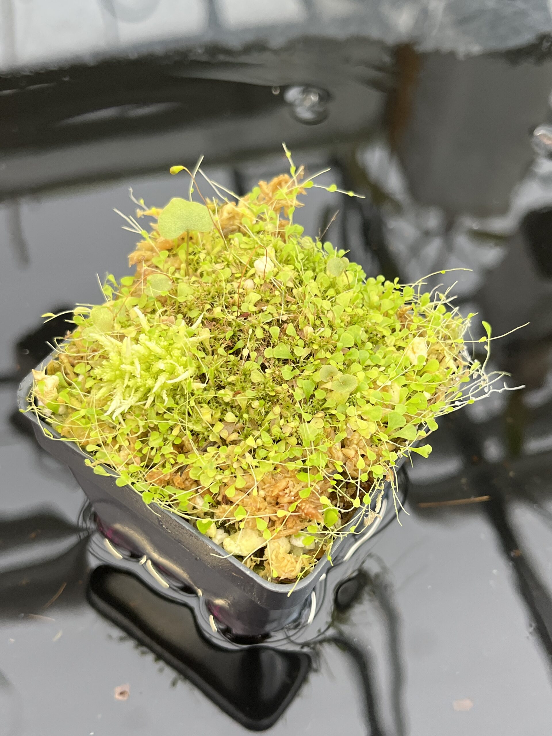 Close Up of Utricularia sandersonii 'Blue' & U. reniformis f. courte | Florae Collaborative | | IN25679