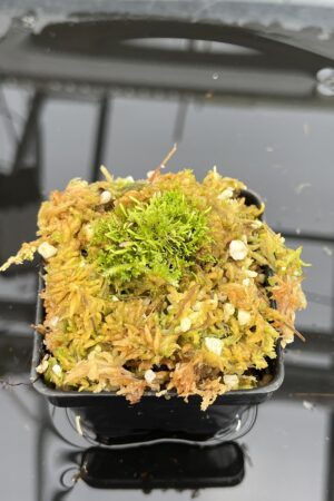 Close Up of Utricularia spec. Kerala {India} | Best Carnivorous Plants | | IN25678