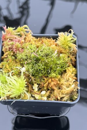 Close Up of Utricularia spec. Kerala {India} | Best Carnivorous Plants | | IN25927