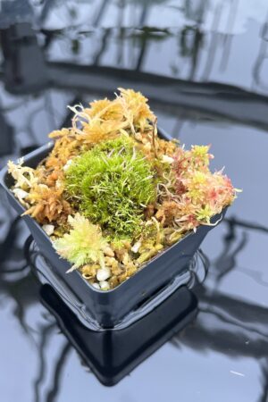 Close Up of Utricularia spec. Kerala {India} | Best Carnivorous Plants | | IN25928