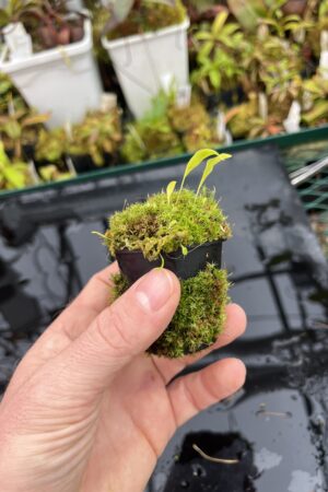 Close Up of Utricularia uxoris {El Copal, Pejibaye, Cartago province, Costa Rica} | Best Carnivorous Plants | BCP-2186, 2092 | H25753