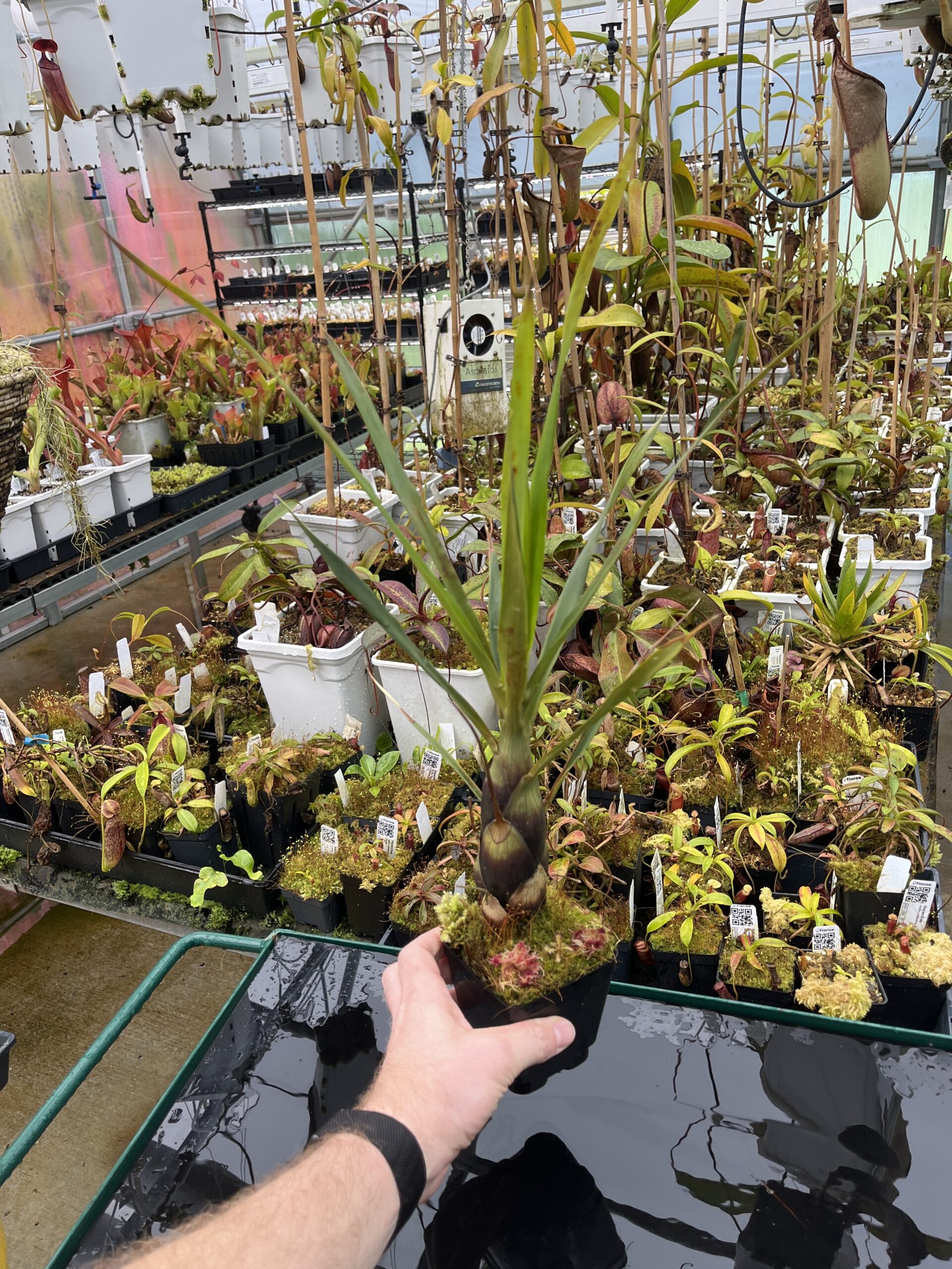 Wide Angle of Brocchinia acuminata {seedgrown, Apacara Tepui, Chimanta Massif, Venezuela} | Best Carnivorous Plants | BCP-2266-00 | H25866