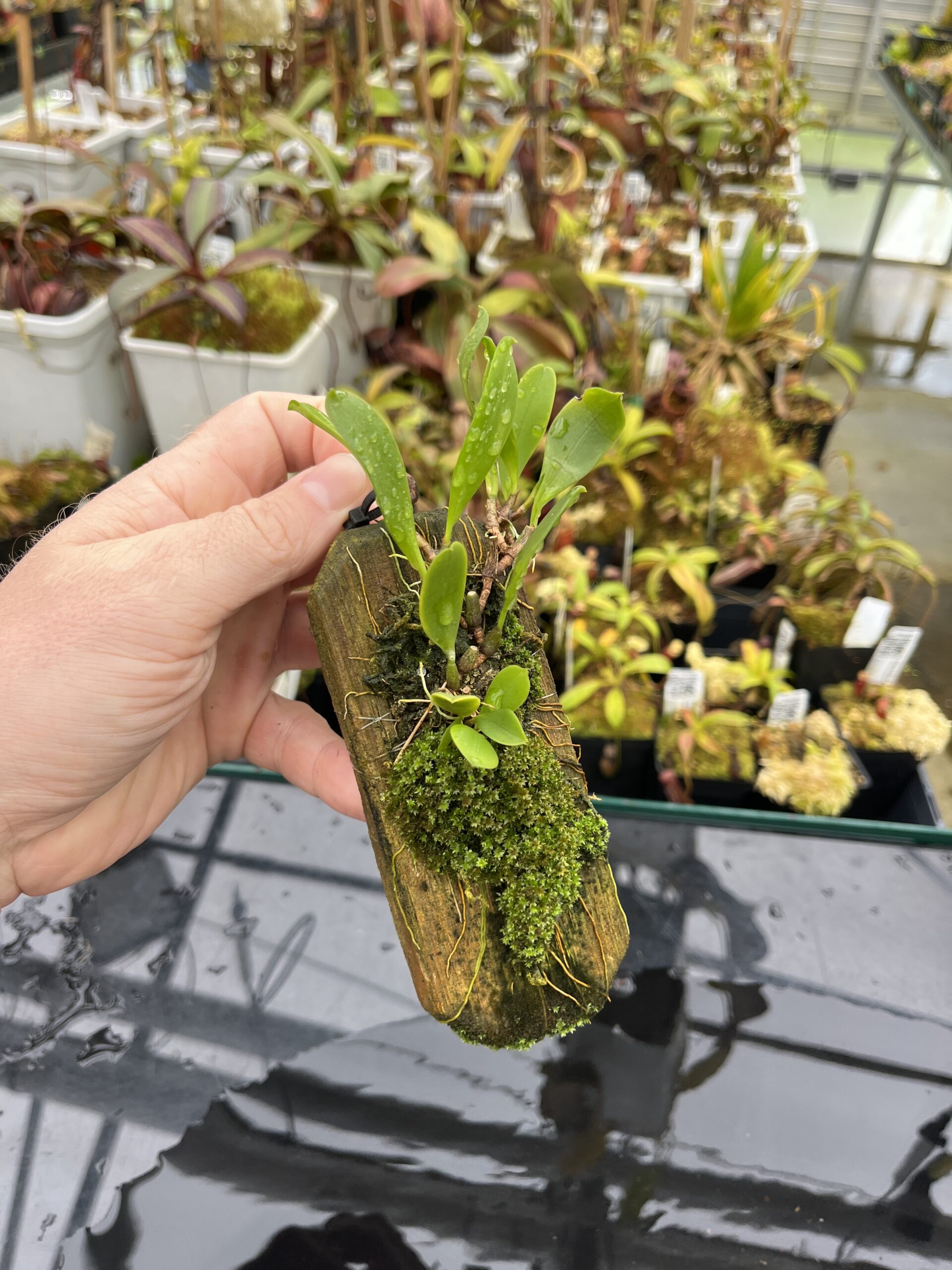 Wide Angle of Bulbophyllum restrepia | Florae Collaborative | | L25857