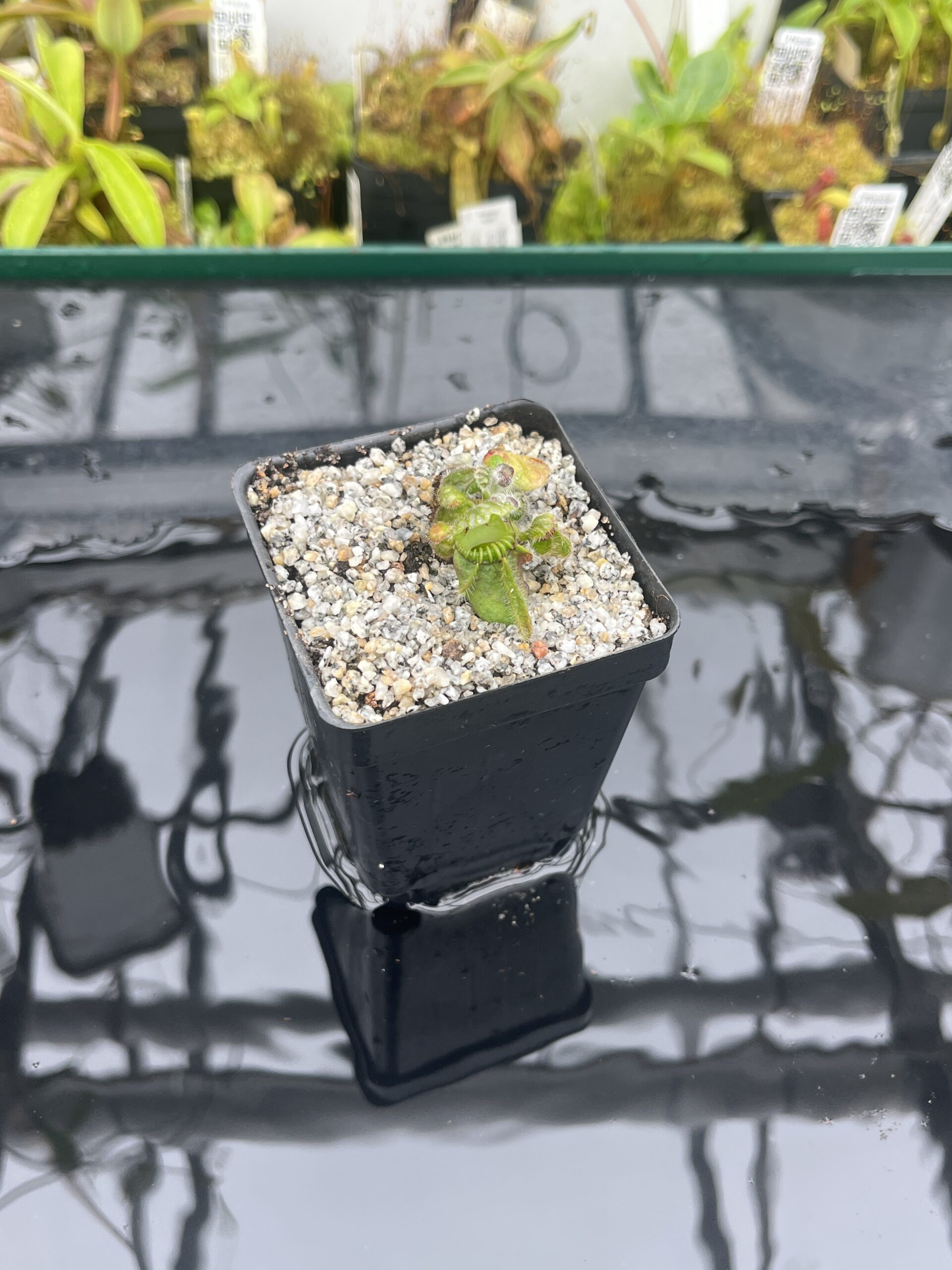 Wide Angle of Cephalotus follicularis 'Black Purple' | Florae Collaborative | | IN25635