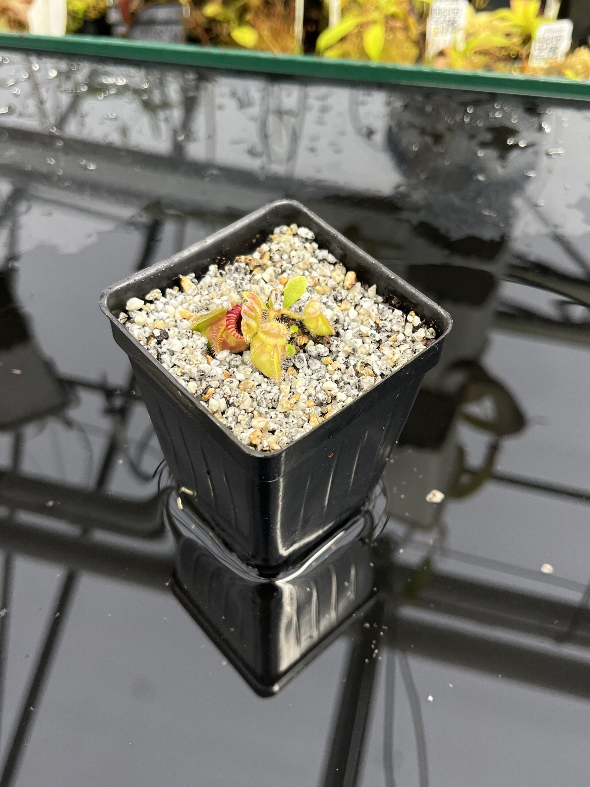 Wide Angle of Cephalotus follicularis 'Bubble Giant' | Florae Collaborative | | IN25845
