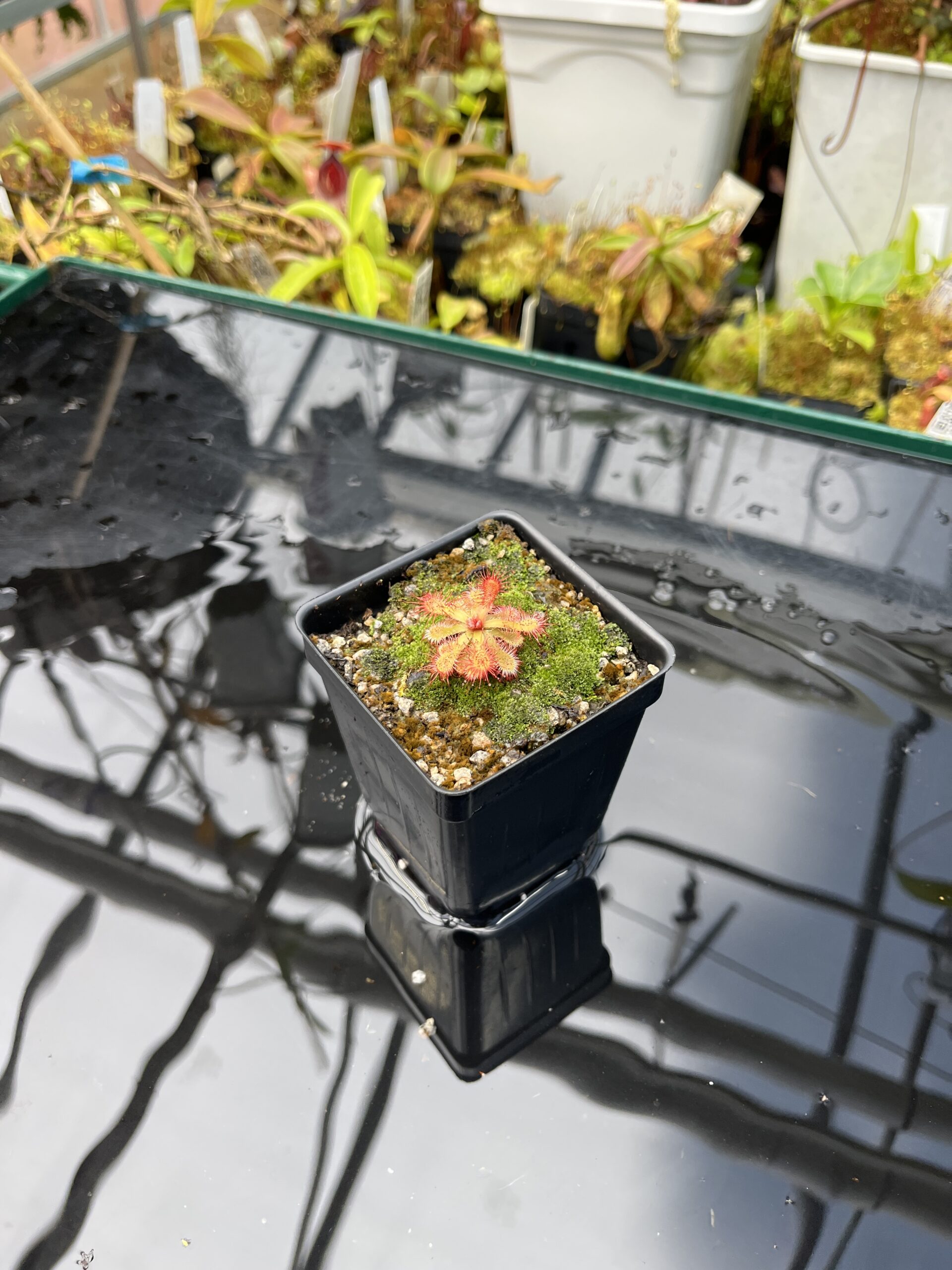 Wide Angle of Drosera esterhuyseniae x Drosera slackii | Best Carnivorous Plants | BCP-777 | H25828