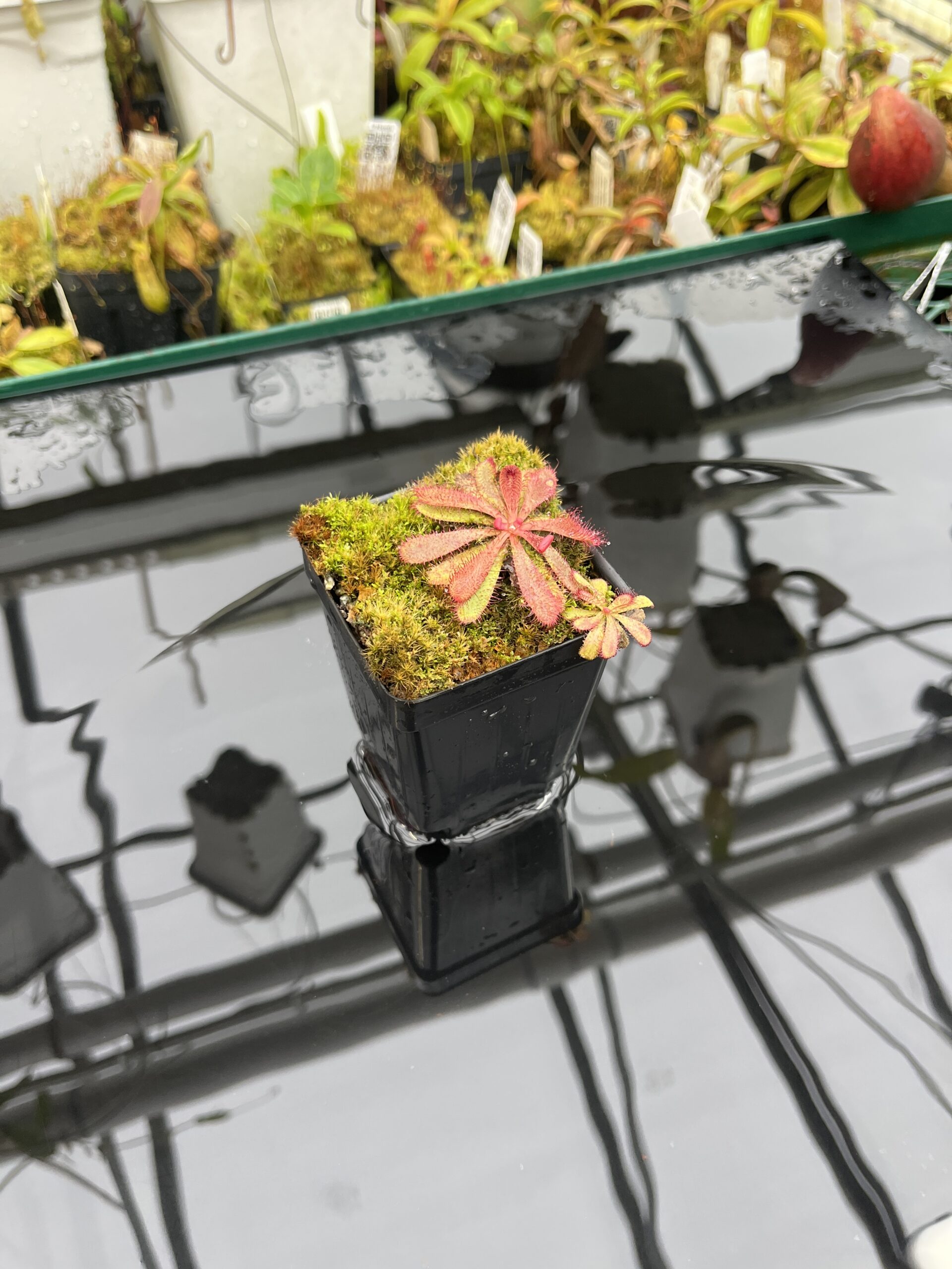 Wide Angle of Drosera hamiltonii | Best Carnivorous Plants | | IN25762