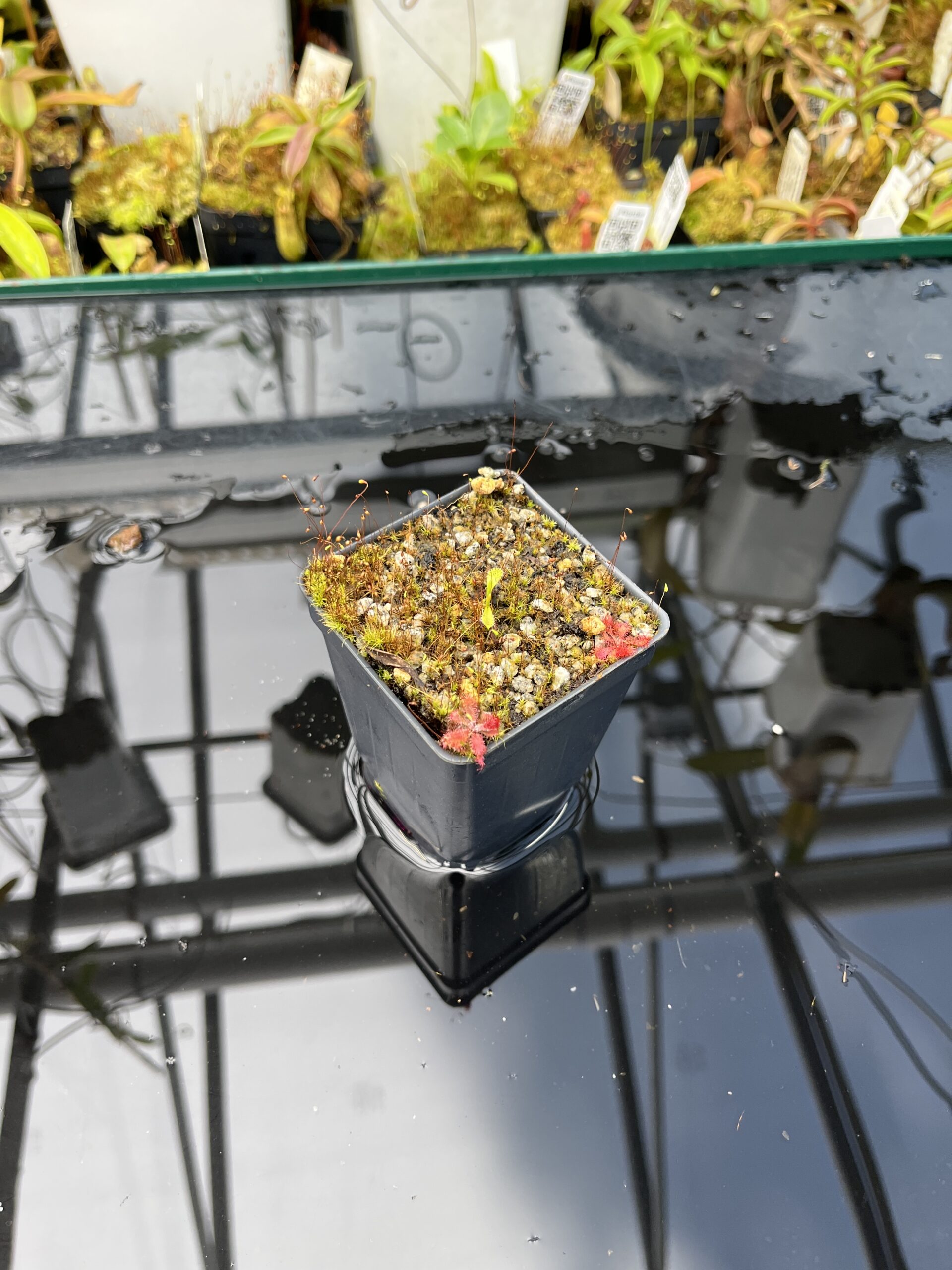 Wide Angle of Drosera murfettii {giant, Harz Mts, Tasmamia} | Best Carnivorous Plants | BCP-1107 | H25827