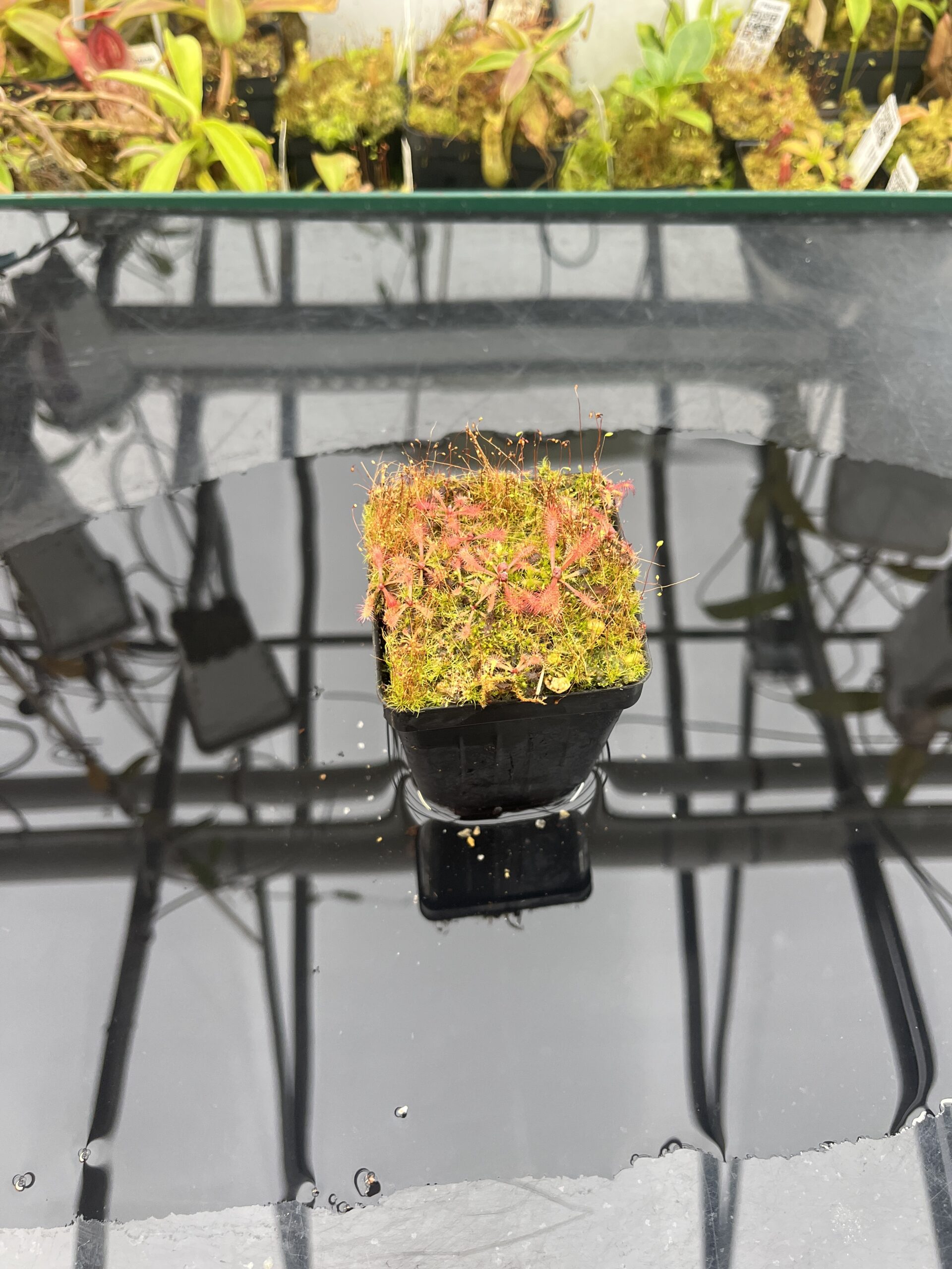 Wide Angle of Drosera riparia {Bahia, Brazil} | Best Carnivorous Plants | BCP-1448 | H25746