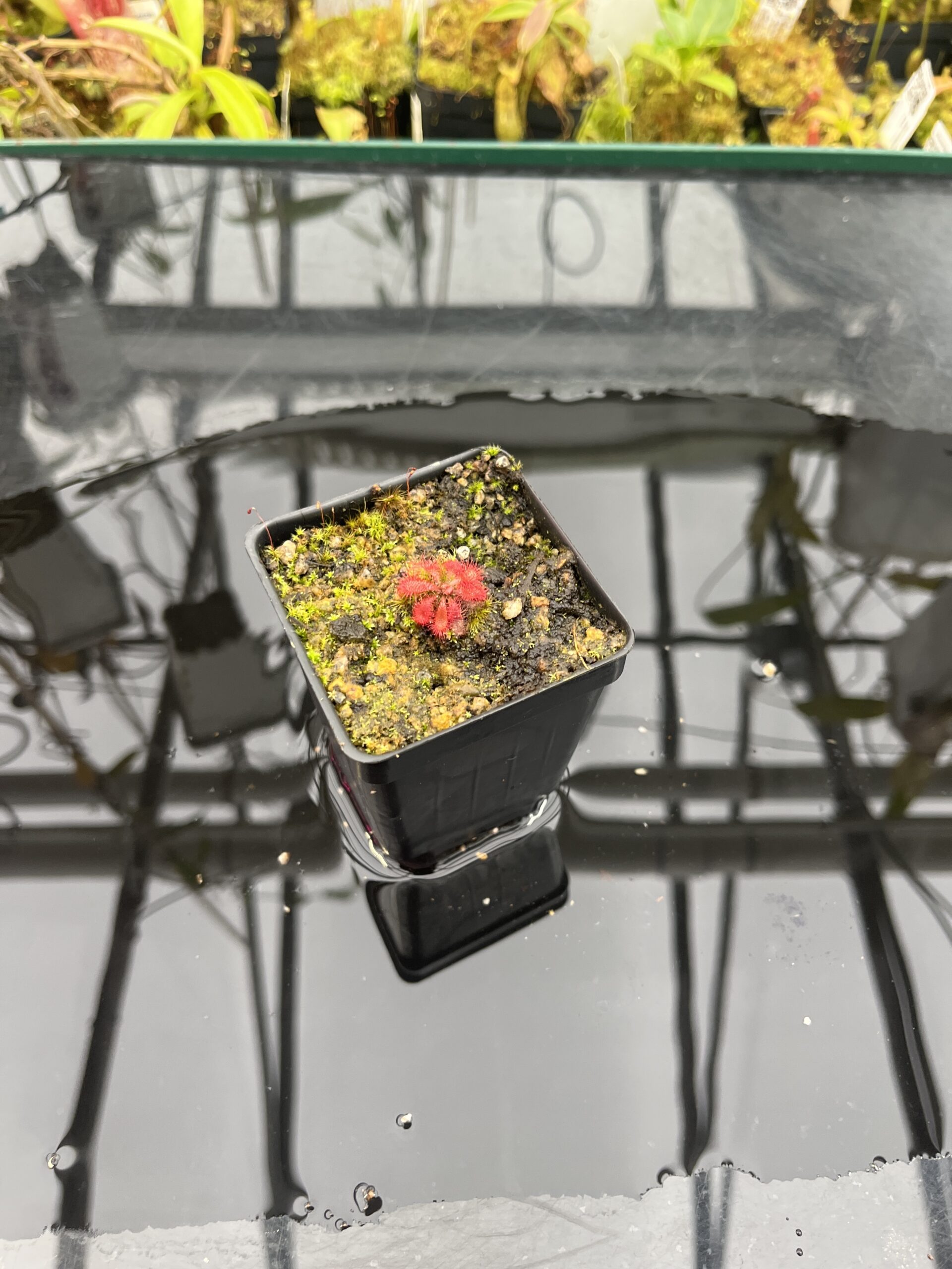 Wide Angle of Drosera tomentosa {Morro do Jambeiro, Grao Mogol, MG, Brazil} | Best Carnivorous Plants | BCP-705 | H25747