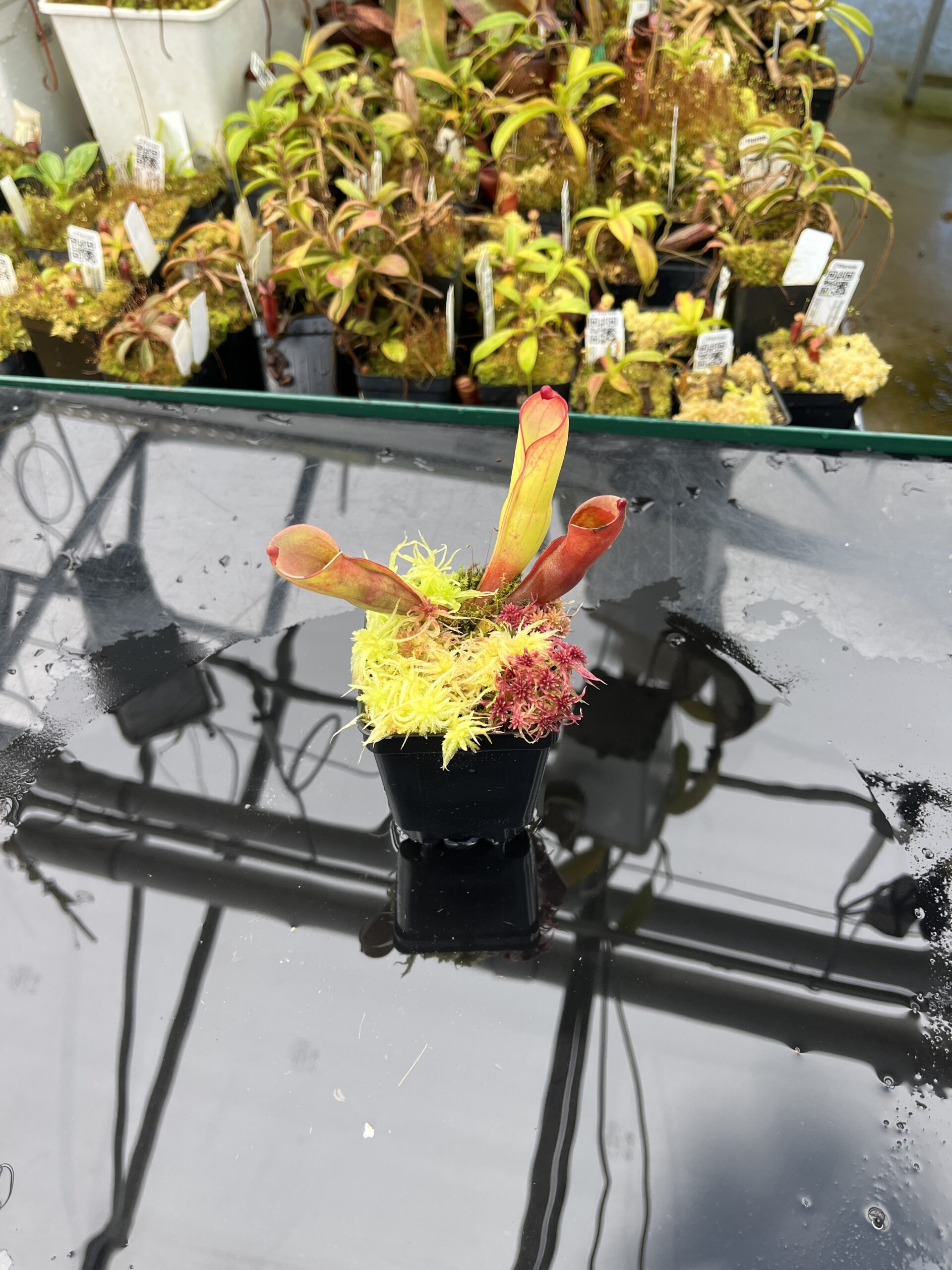 Wide Angle of Heliamphora folliculata (Kamakawarai Tepui, Ven.) | Clone 01 | Andreas Wistuba | AW-H_fol_k.1 | H25869