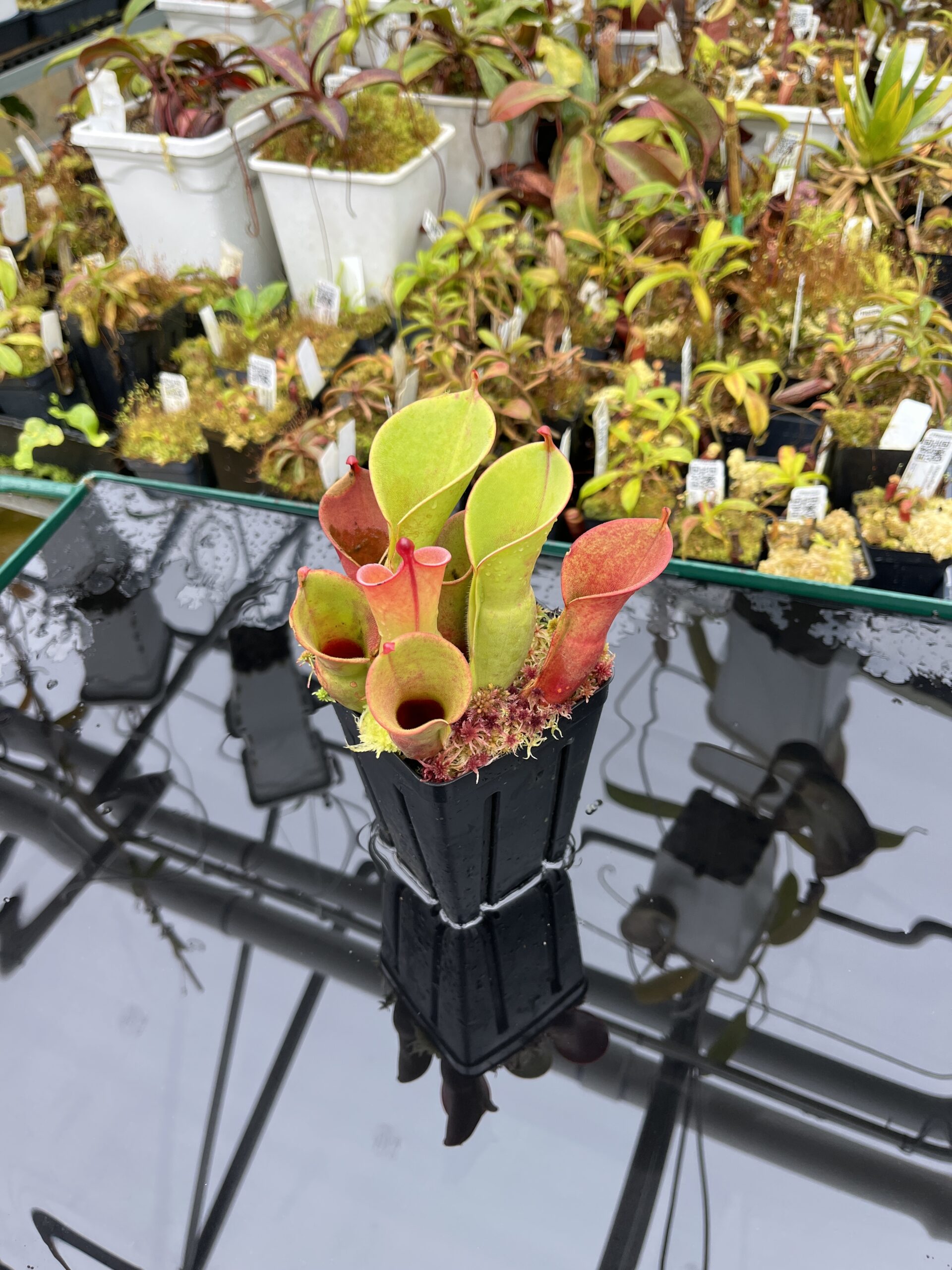 Wide Angle of Heliamphora pulchella (Chimanta Tepui) | Andreas Wistuba | AW-01 | H25861