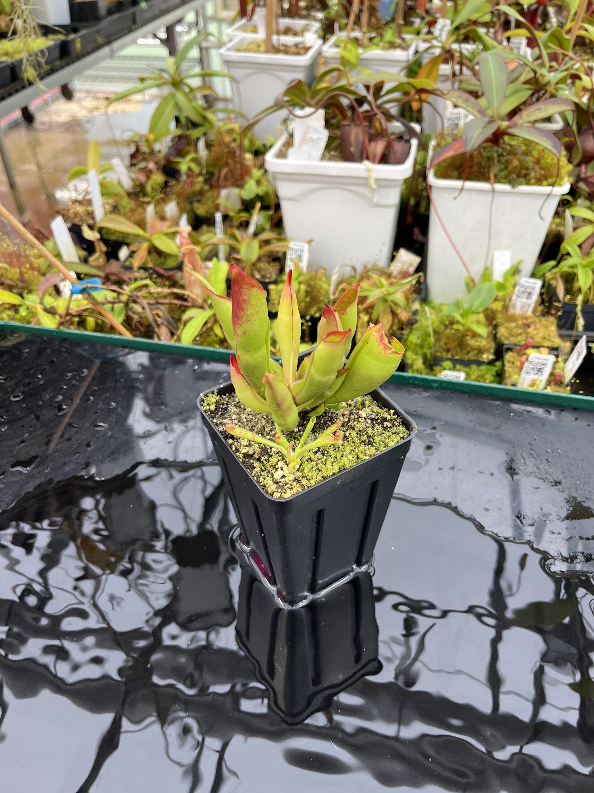 Wide Angle of Heliamphora sarracenioides (Ptari, Ven.) | Andreas Wistuba | | H25682