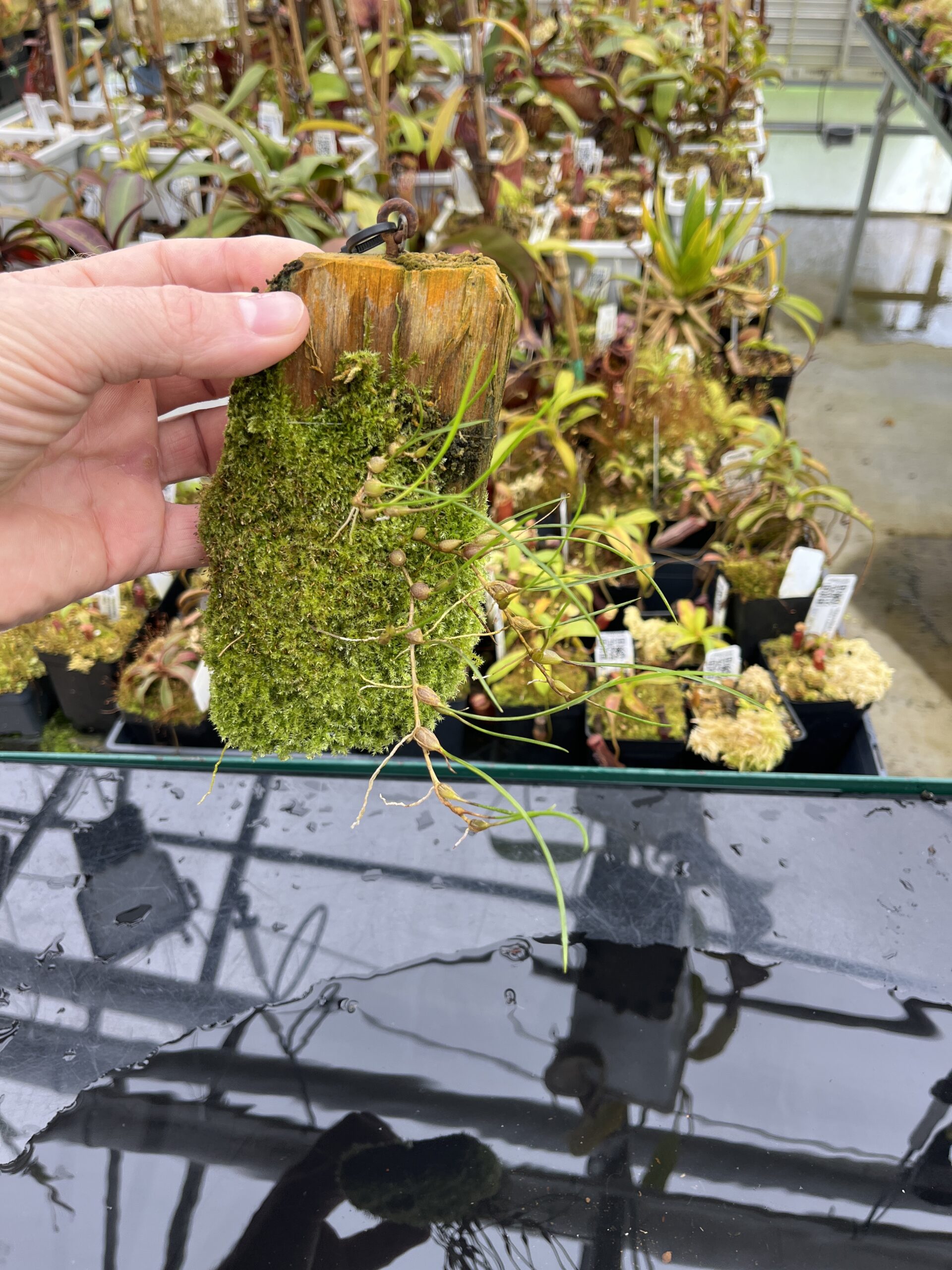 Wide Angle of Isabelia pulchella | Florae Collaborative | | IN25856