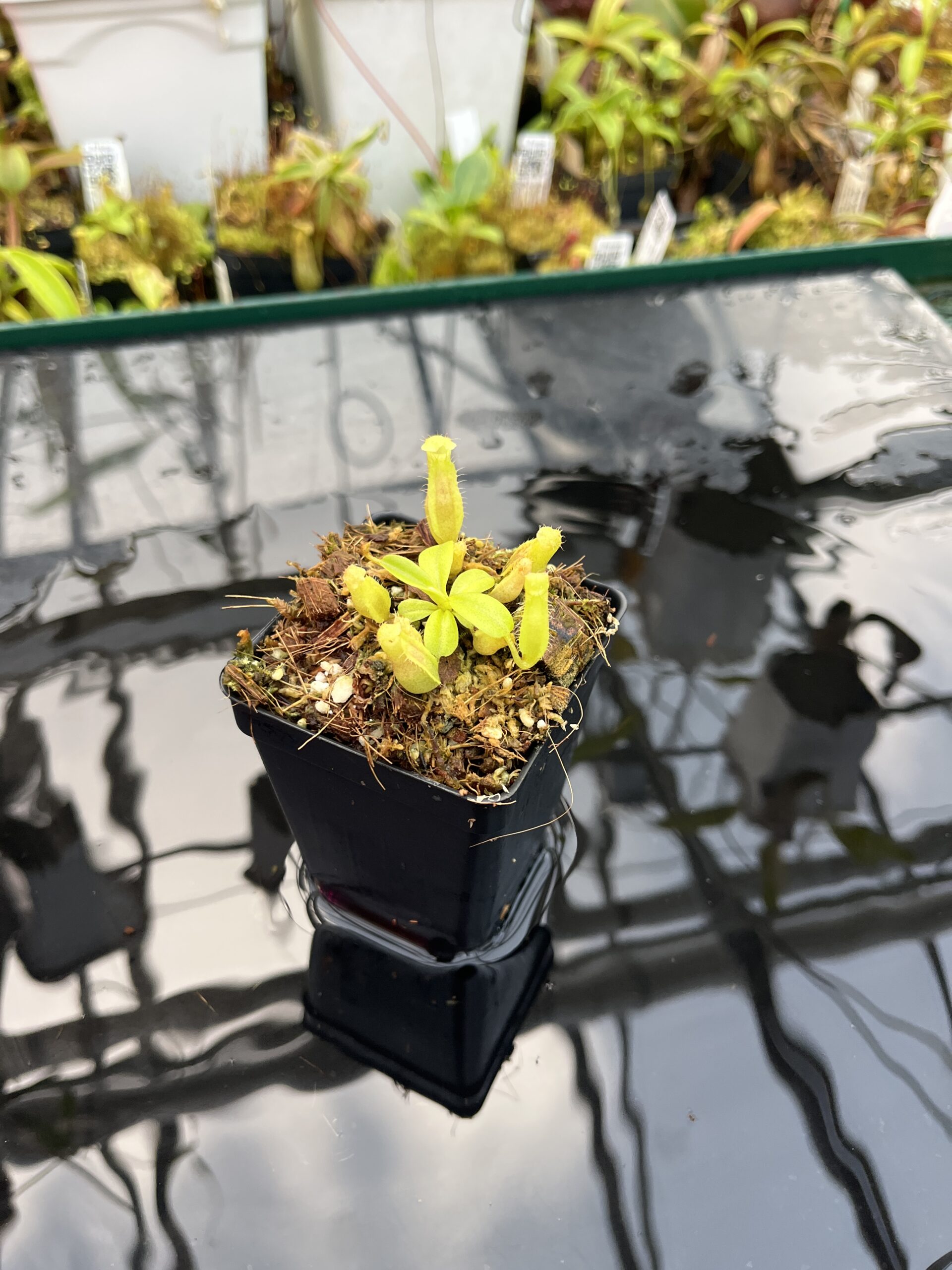 Wide Angle of Nepenthes Rokko EP x villosa | JH | Florae | Jeremiah Harris | JH-536 | IN25670