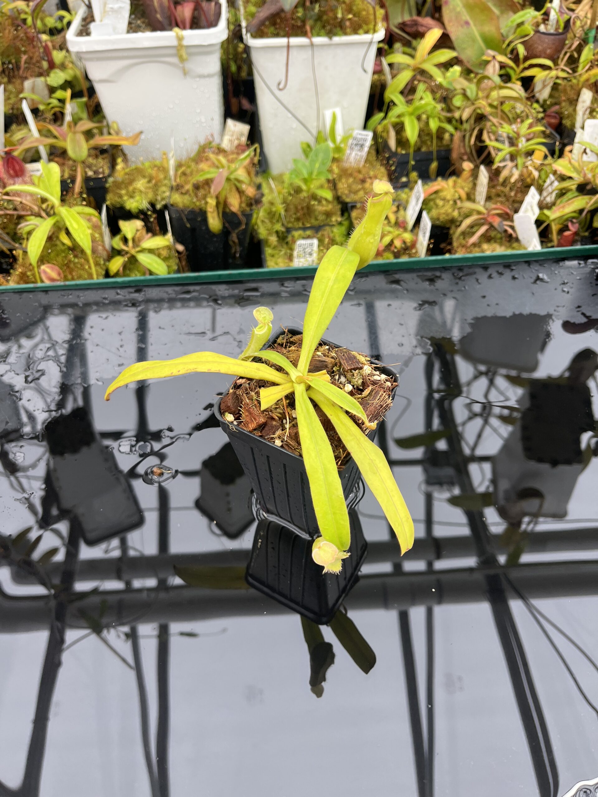 Wide Angle of Nepenthes albomarginata | Borneo Exotics | BE-3004 | L25759