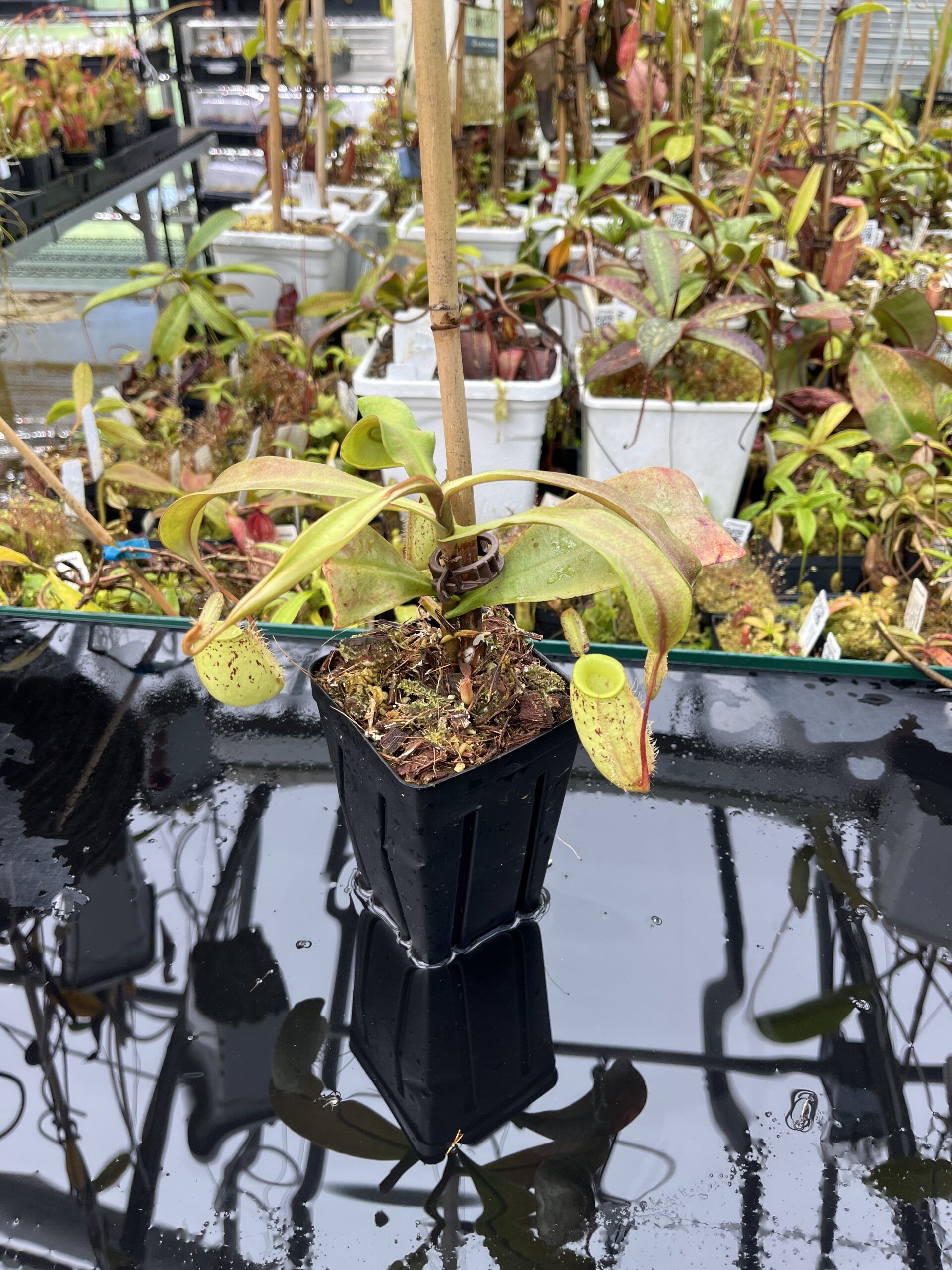 Wide Angle of Nepenthes ampullaria | Borneo Exotics | BE-3007 | L25715