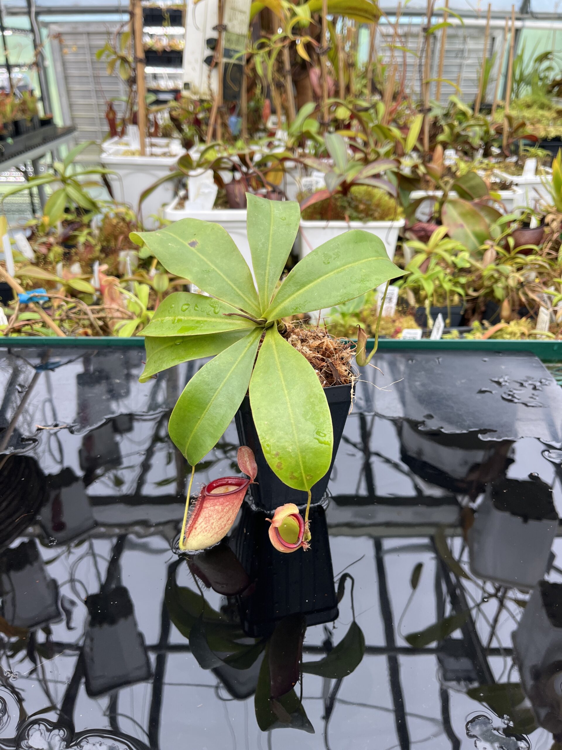 Wide Angle of Nepenthes ampullaria x campanulata | Borneo Exotics | BE-3840 | L25641