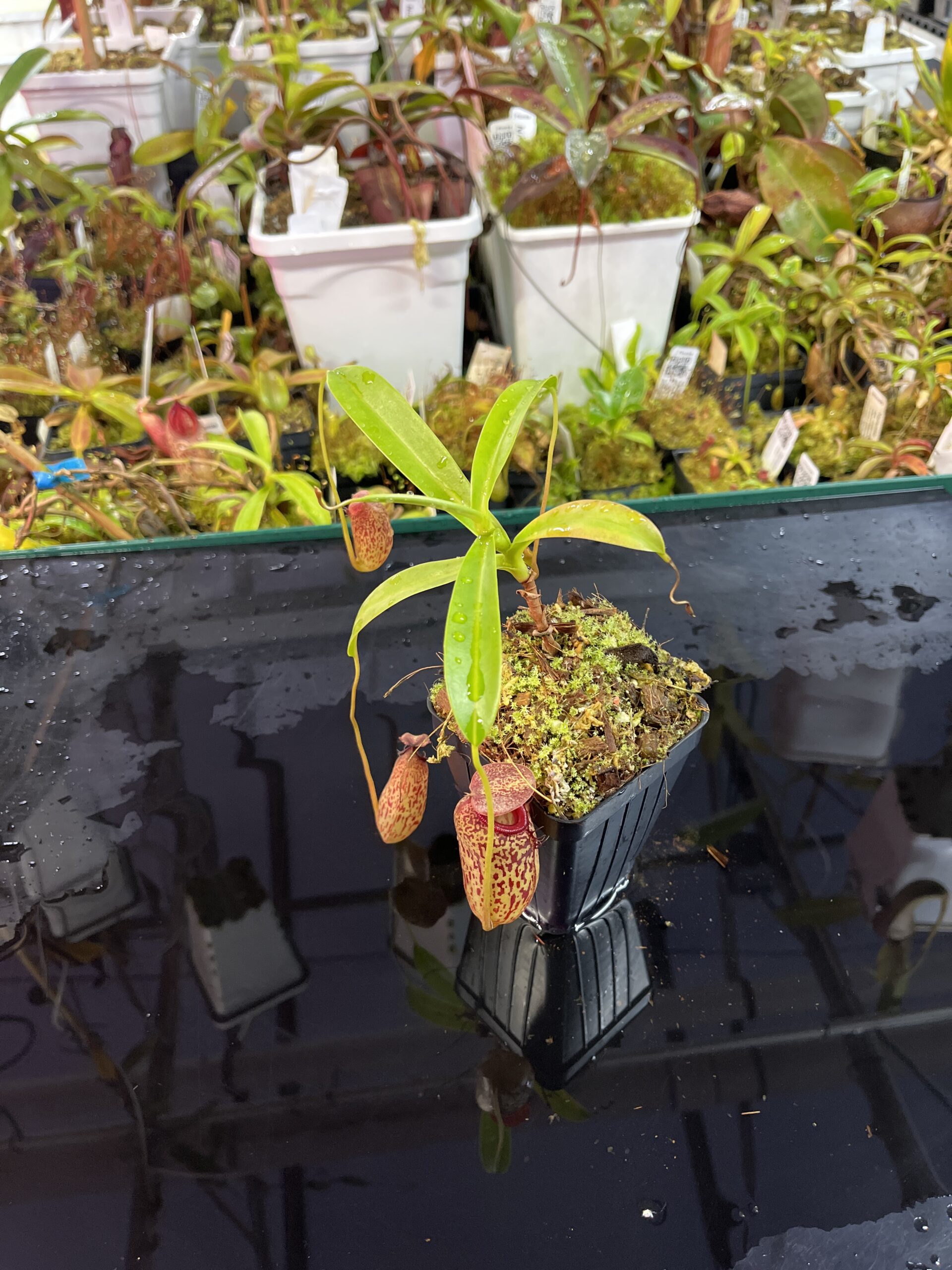 Wide Angle of Nepenthes aristolochioides x burkei | Borneo Exotics | BE-3832 | H25735