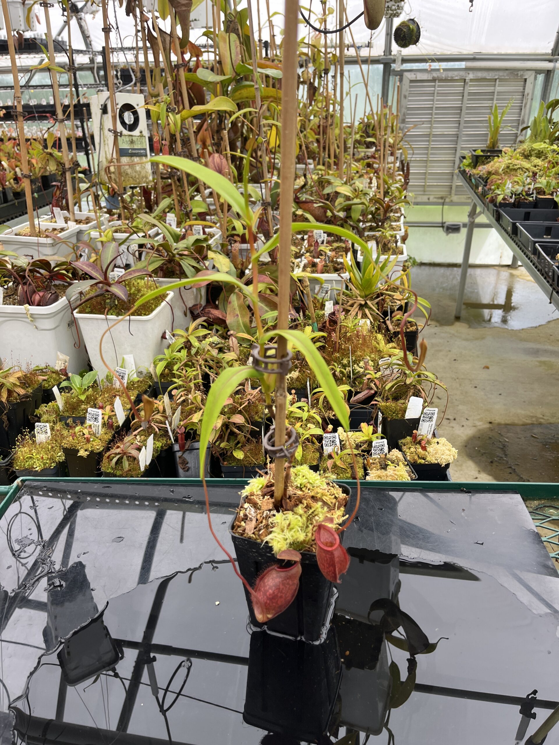 Wide Angle of Nepenthes aristolochioides x diabolica | Borneo Exotics | BE-3898 | H25858
